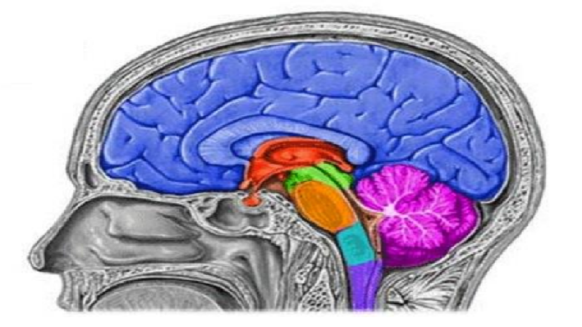 Juegos De Ciencias Juego De Partes Del Cerebro Cerebriti