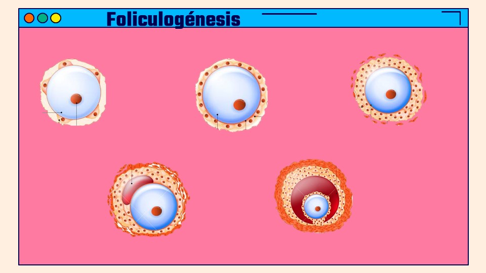 Juegos De Ciencias Juego De Foliculog Nesis Cerebriti