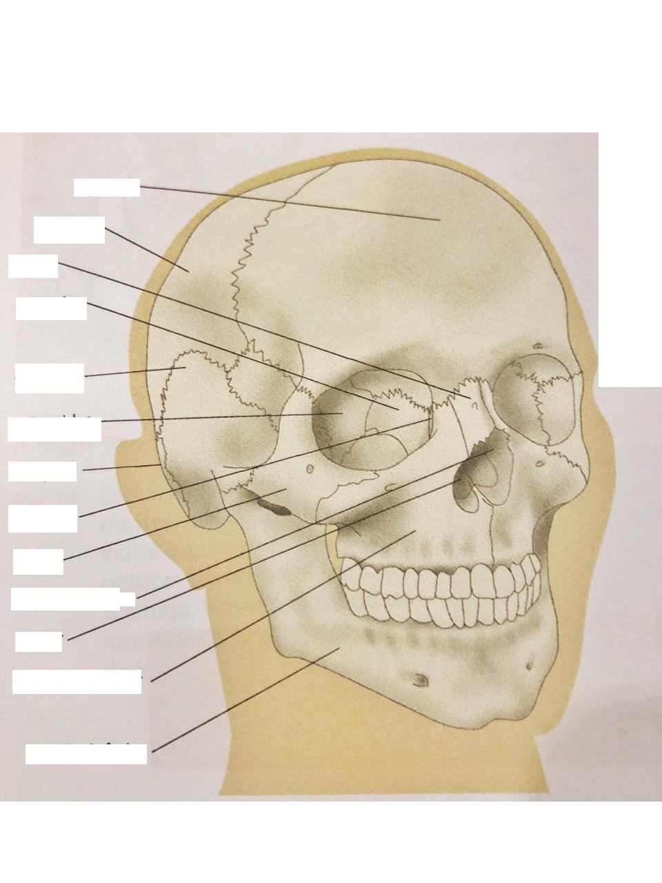 Juegos De Ciencias Juego De Huesos De La Cara Cerebriti