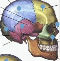 Juegos de Ciencias Juego de Cráneo 1º Huesos Cerebriti