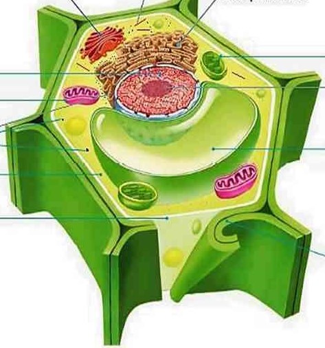 Juegos de Ciencias Juego de Partes de una célula eucariota vegetal