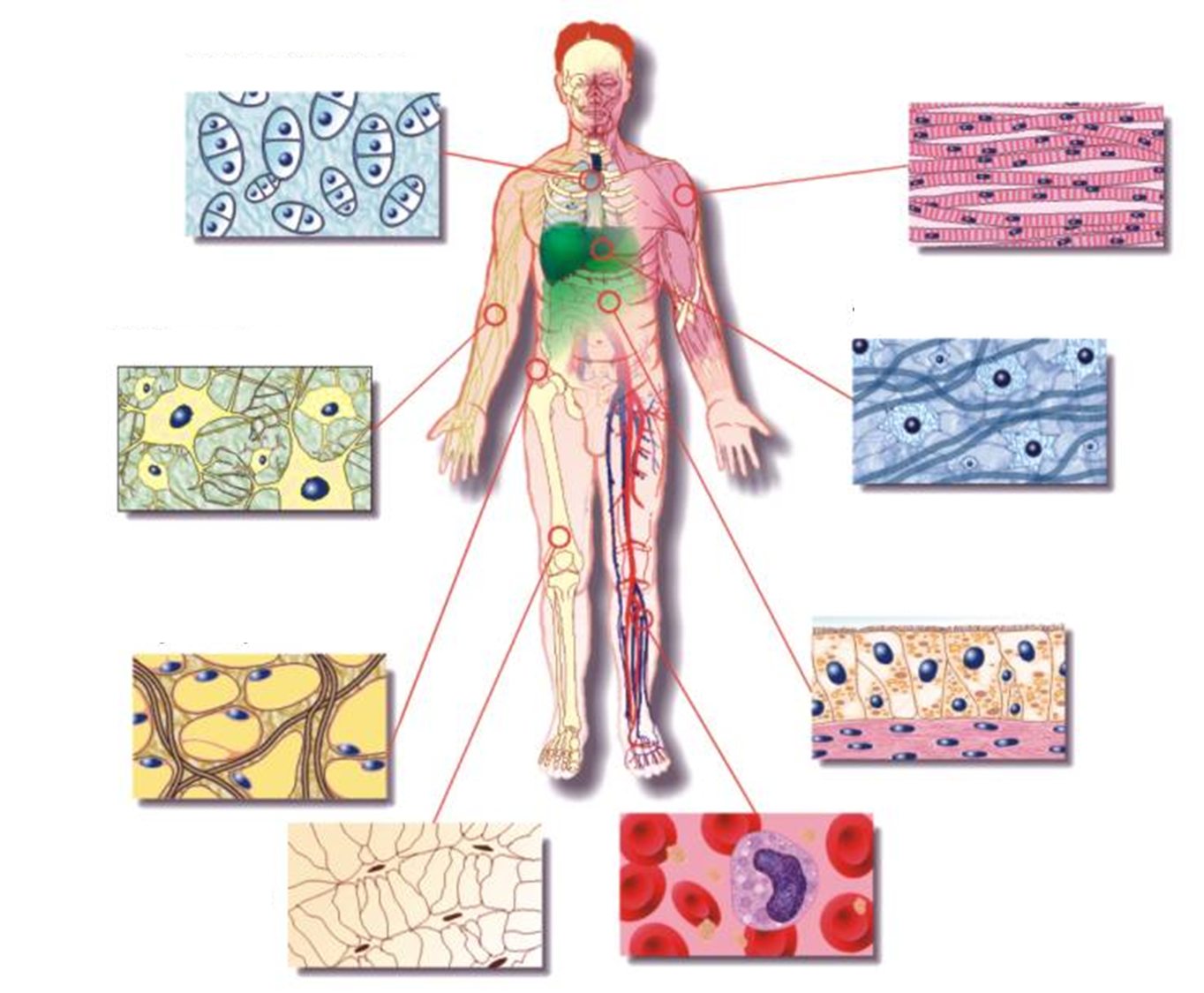 Juegos De Ciencias Juego De Tejidos Cuerpo Humano Cerebriti