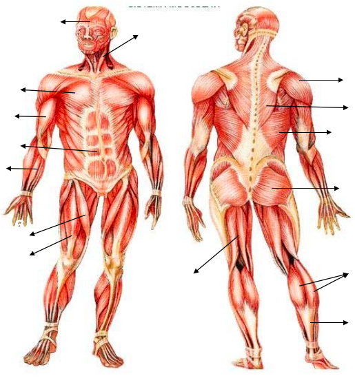 mapa mudo de los musculos del cuerpo humano Músculos   2 ESO EF