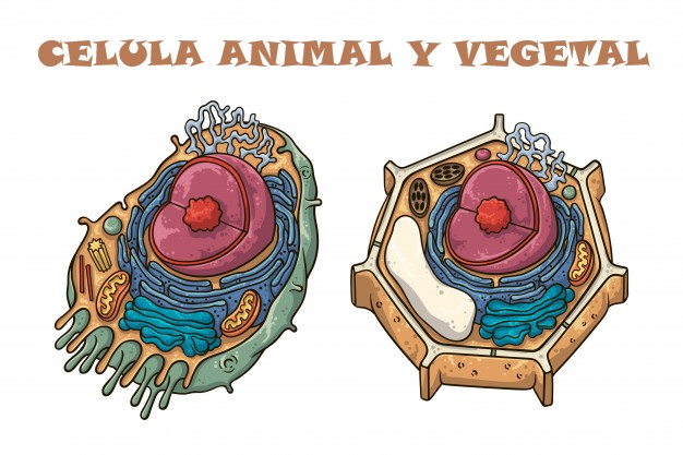 Juegos de Ciencias | Juego de Diferencias entre célula animal y vegetal