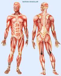 mapa mudo de los musculos del cuerpo humano Juegos de Ciencias | Juego de Músculos del cuerpo humano | Cerebriti