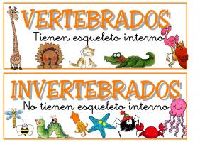 Resultado de imagen de animales vertebrados e invertebrados para niños de primaria