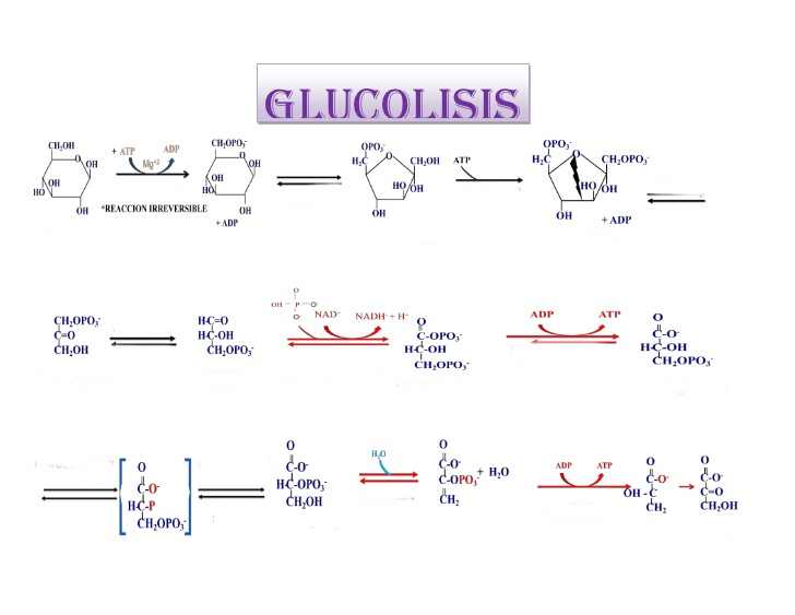 Juegos de Ciencias Juego de Mapa de la glucólisis