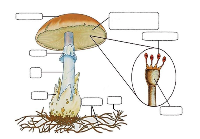 Juegos de Ciencias Juego de Partes de un hongo (1