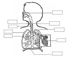 mapa mudo del aparato respiratorio Juegos de Ciencias | Juego de Aparato respiratorio | Cerebriti