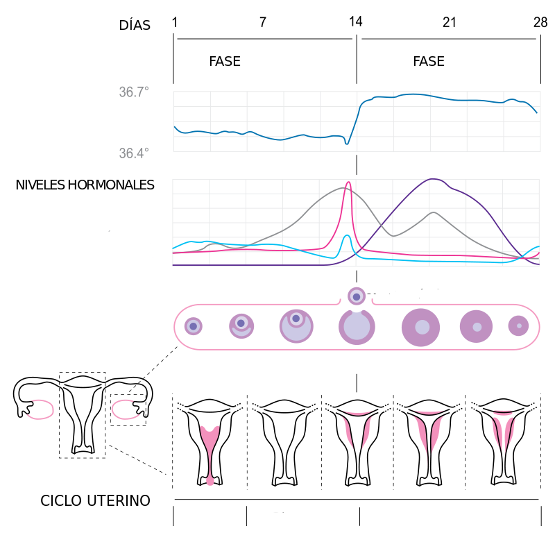 Juegos De Ciencias Juego De Ciclo Sexual De La Mujer Cerebriti 9538