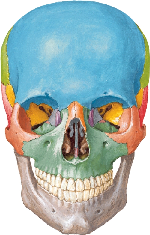 Juegos de Ciencias | Juego de Huesos del cráneo (III ... jaw anatomy diagram 